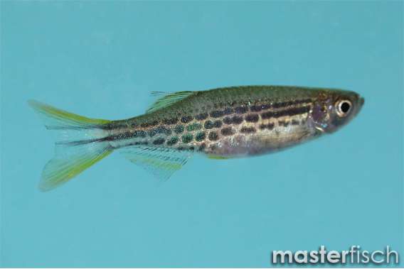 Gold ring danio
