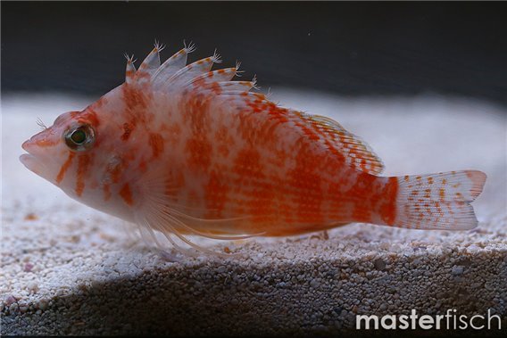 Yellow Hawkfish