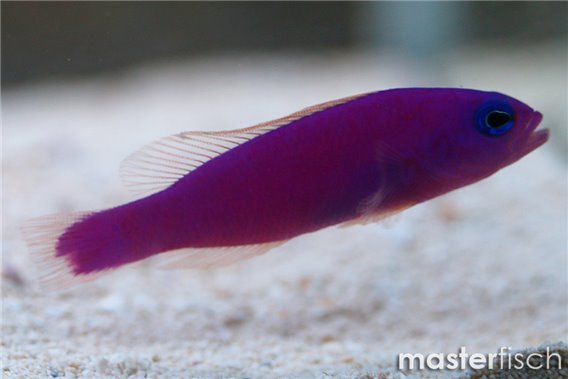 Magenta Dottyback
