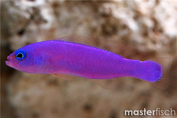 Magenta Dottyback (bred)