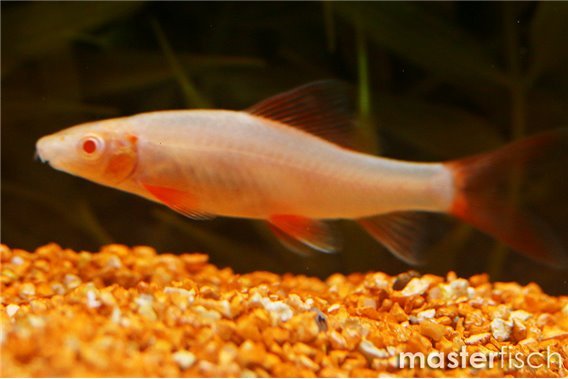 Red-Tailed Shark Albino