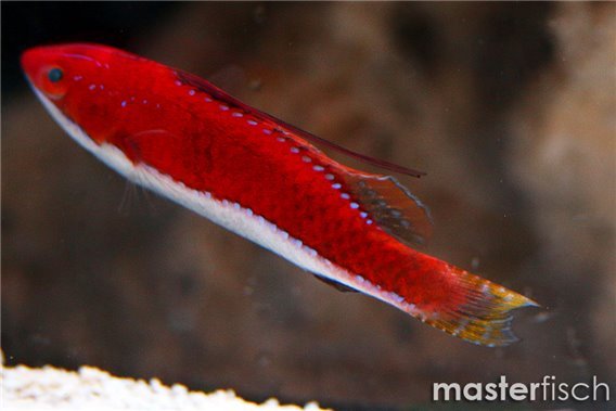 Longfin fairy wrasse