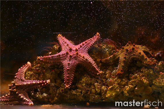 Protoreaster Mix (random Protoreaster Starfish)