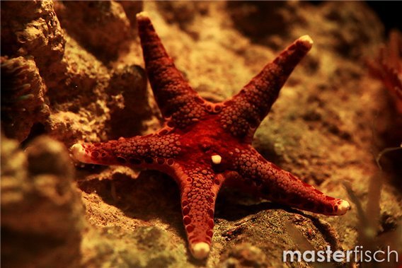 Indian Nodous Starfish