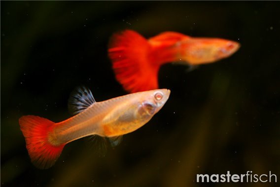 Cobra Guppy albino Red Tail