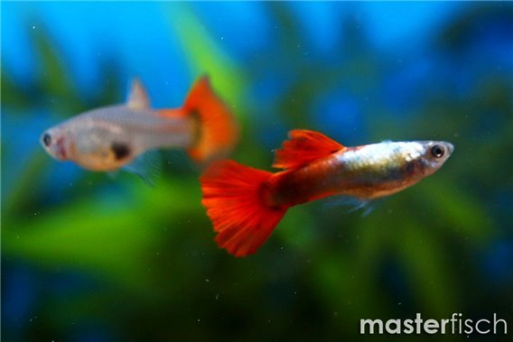 Guppy Platinium Red Tail
