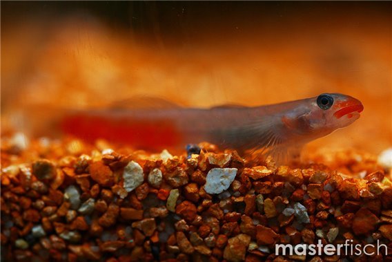 Red Lipstick Sicyopus Goby