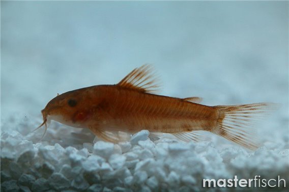 Aspidoras C125 Red