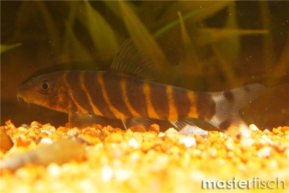 Bengal loach