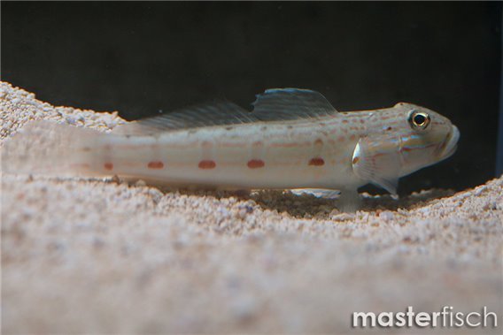 Valenciennea longipinnis