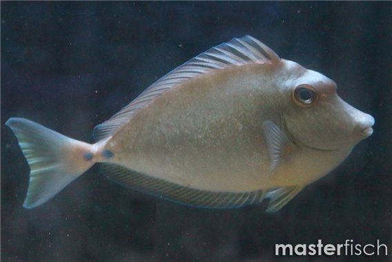 Bluespine Unicornfish