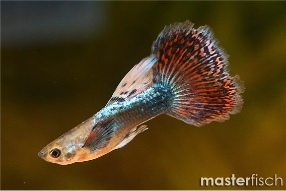 Guppy Elephant ear Halfmoon premium