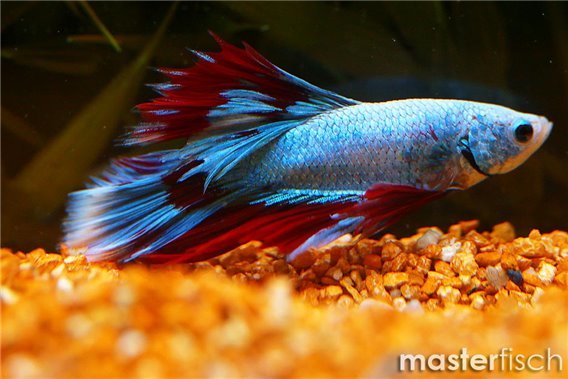 Fighting Fish Solid Color (Varied)
