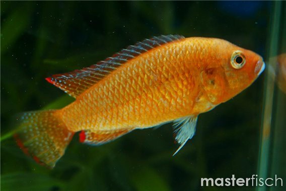 Southern mouthbrooder