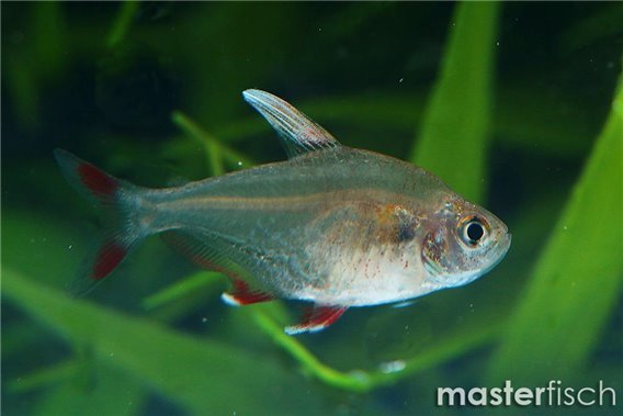 Rosy Tetra White Fin