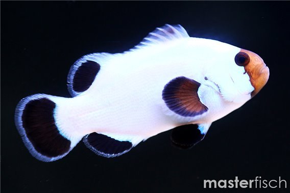 Black Ice Platinium Clownfish (bred)
