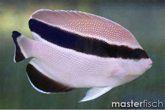 Banded angelfish