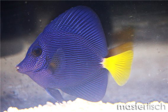 Yellowtail Tang (bred)