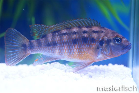 Red Top Williamsi Blue Lips