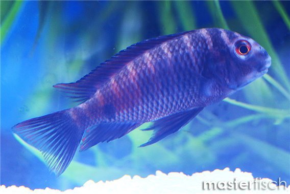 Red Rainbow Blunthead Cichlid