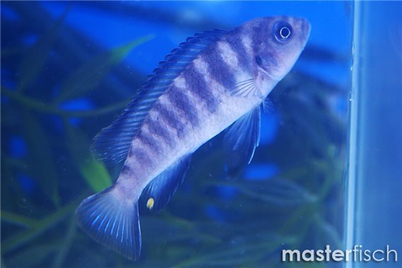 Elongate Mbuna