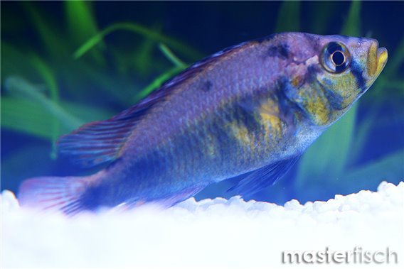 Yellow Belly Albert