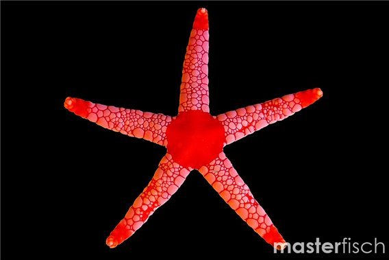 Red mesh starfish