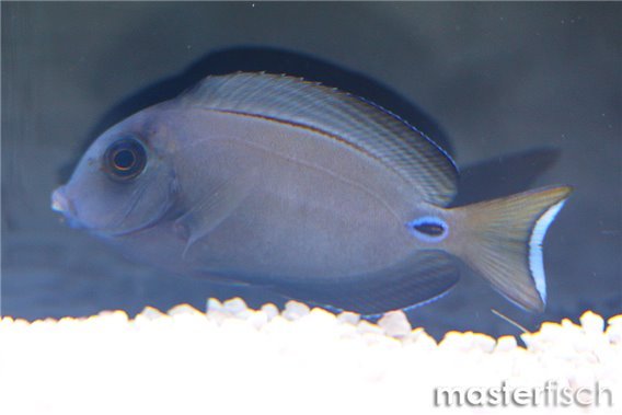 Doubleband Surgeonfish