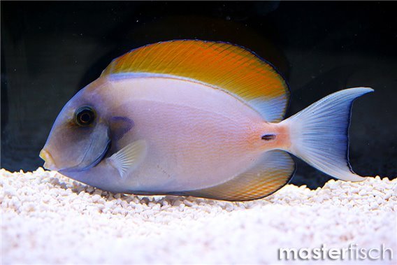 Fowler's surgeonfish