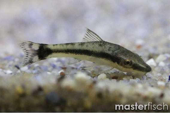 Dwarf Sucking Catfish (Brasil)