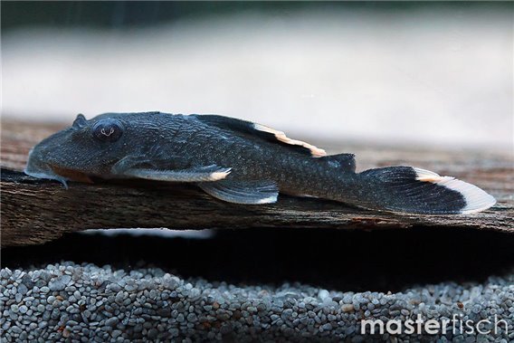 L047 Magnum Pleco