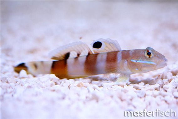 Valenciennea Wardii