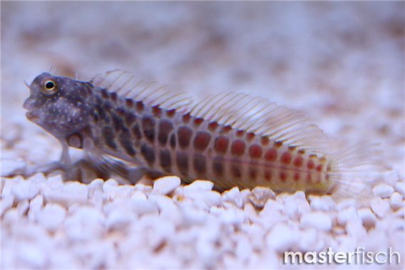 Segmented Sailfin Blenny