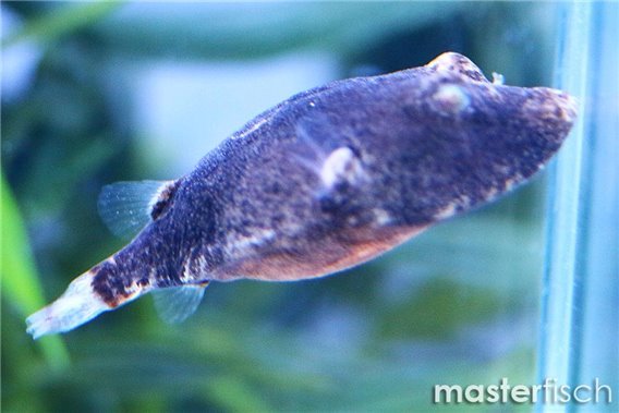 Congo Pufferfish