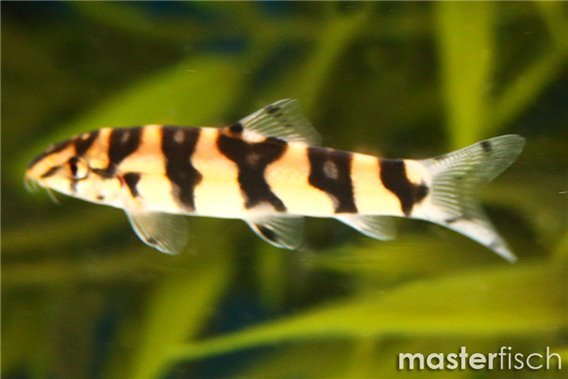 Burmese Border loach