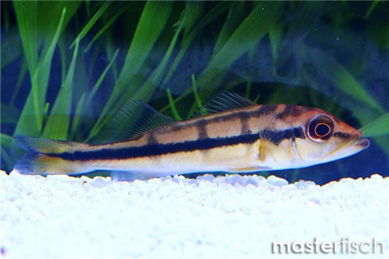 Orinoco Peacock Bass