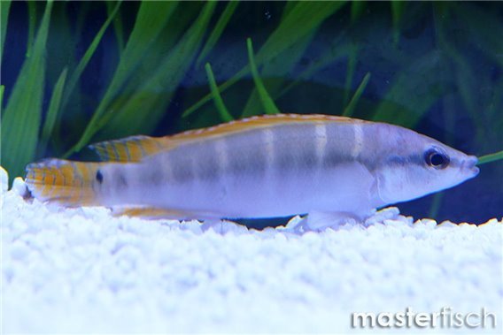 Compressiceps Dwarf Pike Cichlid