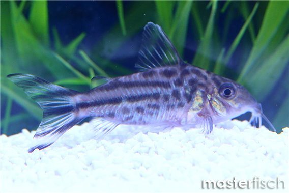Bannertail cory