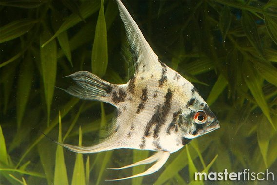 Blue Marble Angelfish