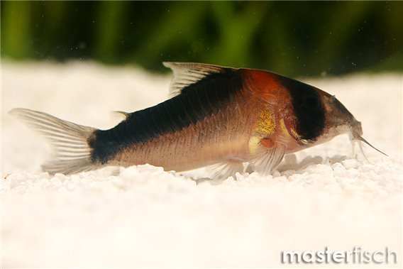 False Adolfoi Cory