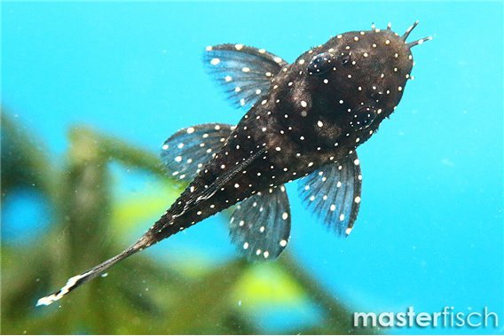 L181 Peppermint pleco White Seam (bred)