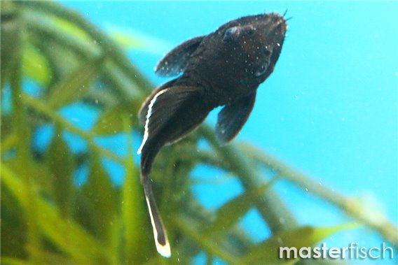 White Seam Pleco