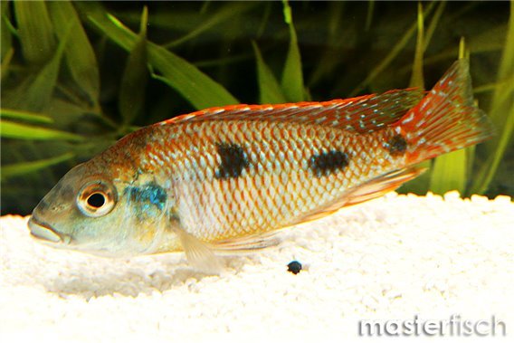 Tetrastigma Cichlid