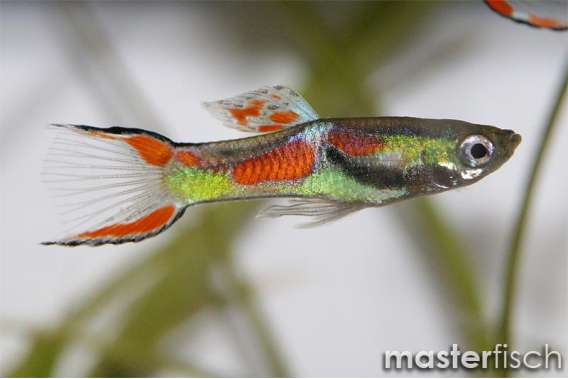 Endler'S Guppy