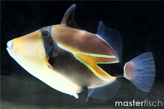 Reef triggerfish