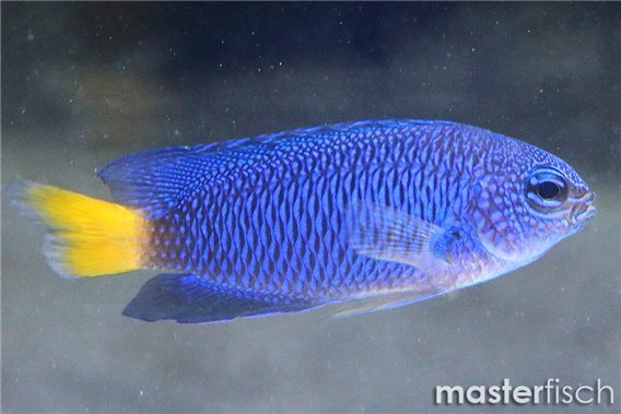 Similar Damselfish