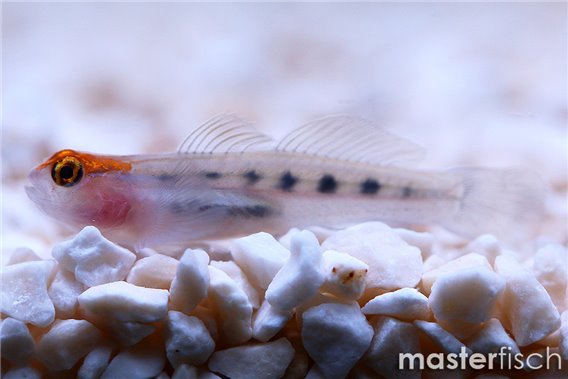 Redhead Goby (bred)