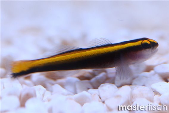 Barber Goby (bred)