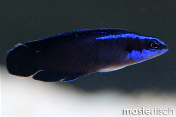 Blue-stripped Dottyback (bred)