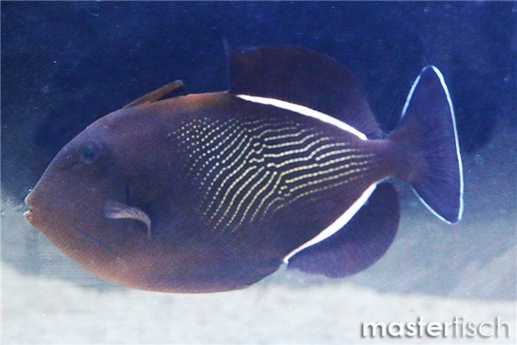 Indian triggerfish